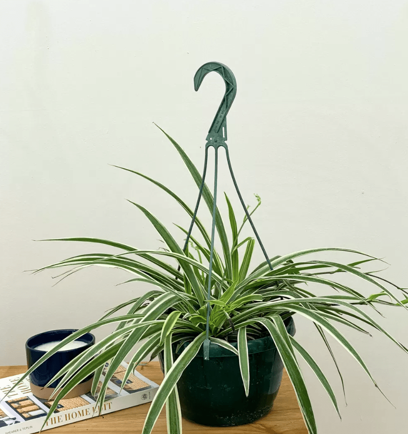 spider plant in black hanging planter